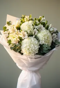 Splendoare Hortensie