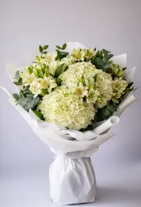 Hortensie Cremă