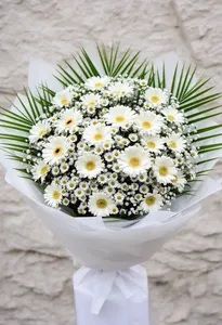 Gerbera Alba Miraj