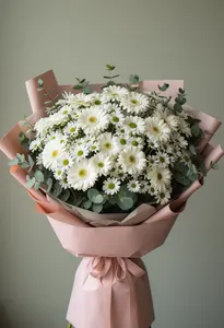 Gerbera Vindecare