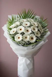 Gerbera Albă Jardin