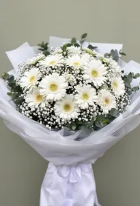 Gerbera Vestală