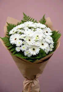 Gerbera Serenitate
