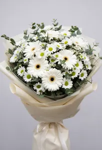 Serenadă Gerbera