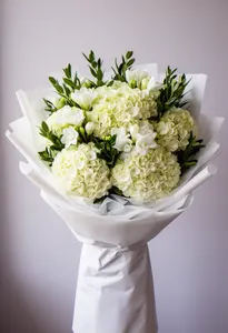 Hortensie Calm