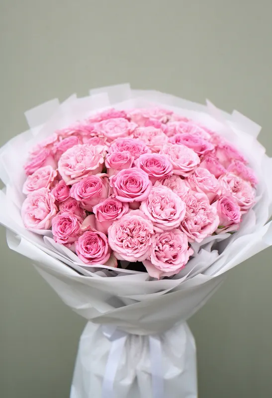 Pomarose Aniversar