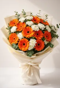 Gerbera Aplauze Aurii