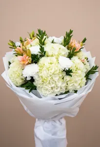 Hortensie Crem Festiv