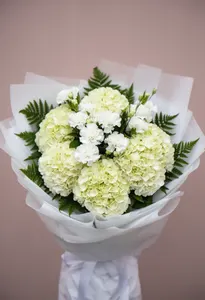 Hortensie Cremă Primăvară